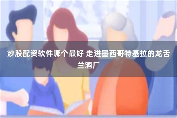 炒股配资软件哪个最好 走进墨西哥特基拉的龙舌兰酒厂
